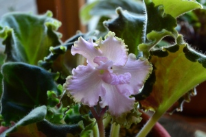 This is a standard variety known as Ancient Lace. The leaves are medium green in color and ruffled in shape. The flowers are light pink in color with a green frilled edge. The flowers are ruffled and pansy in shape. They are semidouble - double in type. The plant was hybridized by J. Munk