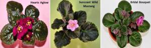 •Standard African violet plants when fully mature range from 8-16 inches (20-40cm) in diameter across a single crown. 